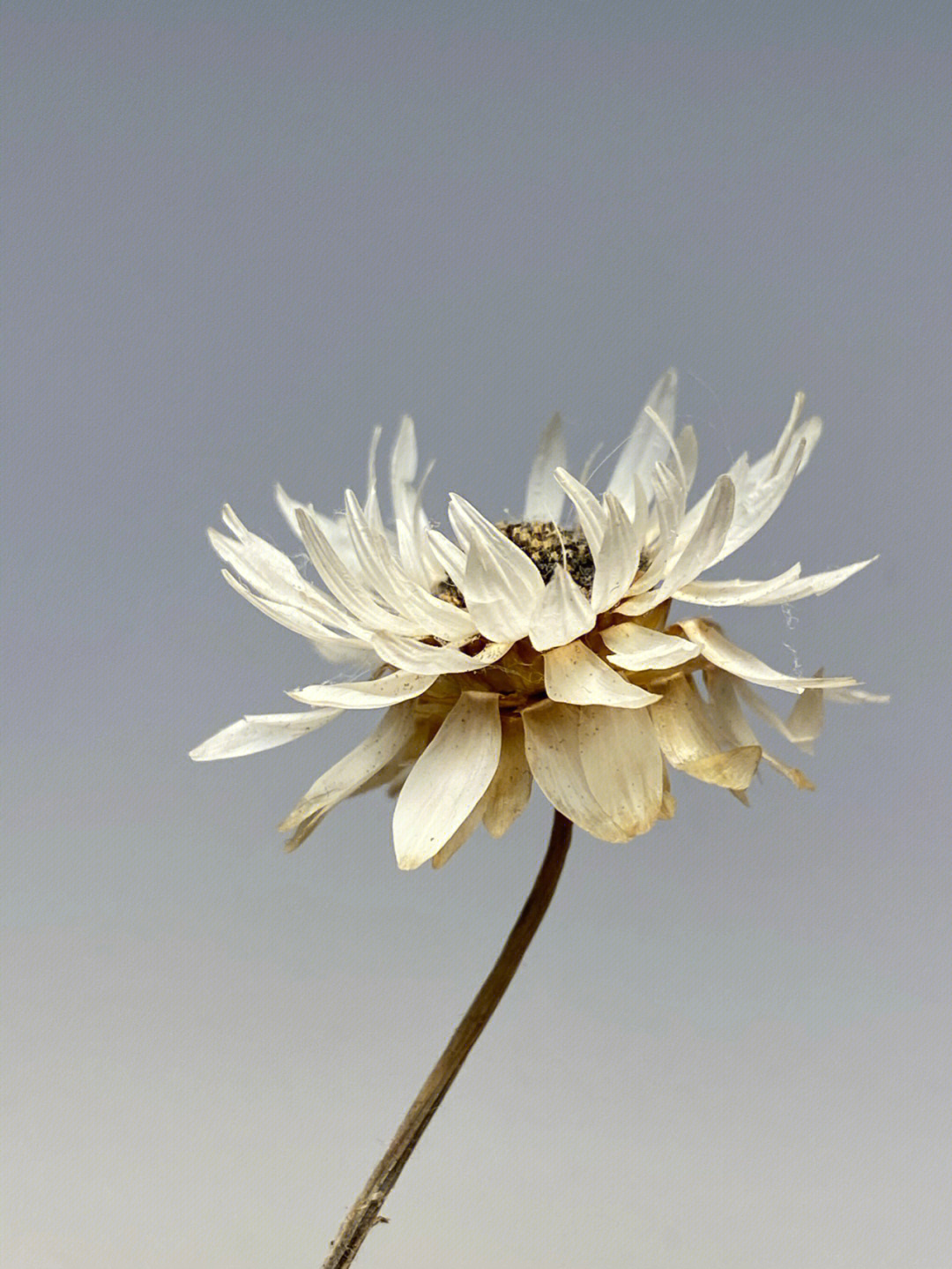 花簪鳞托菊图片