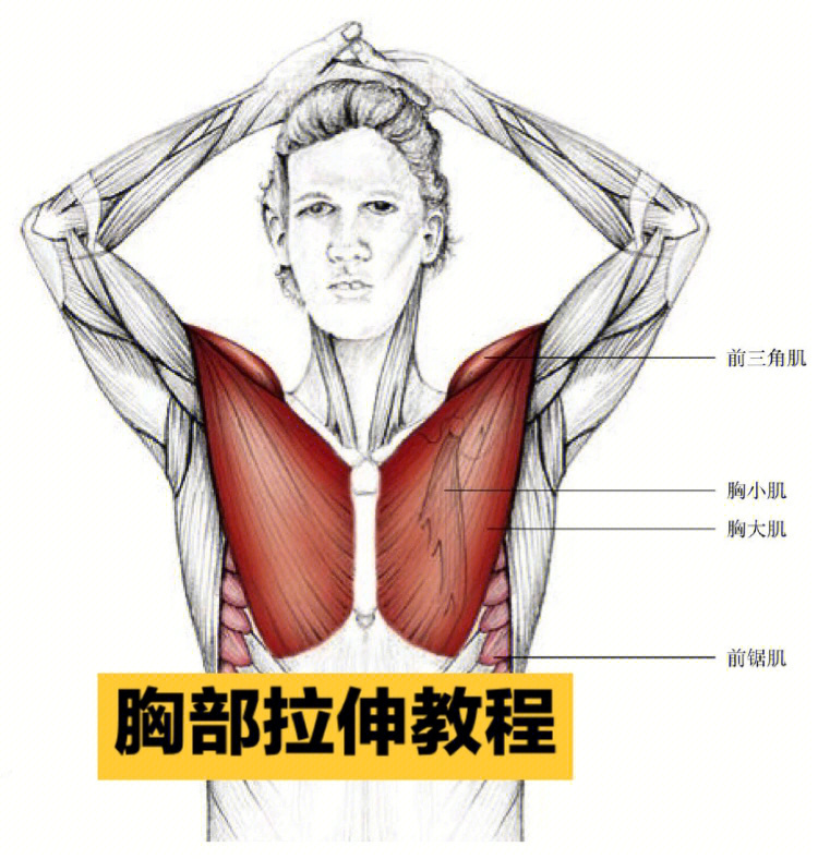 胸大肌放松拉伸方法图片