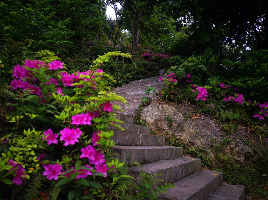 电教片山花烂漫图片