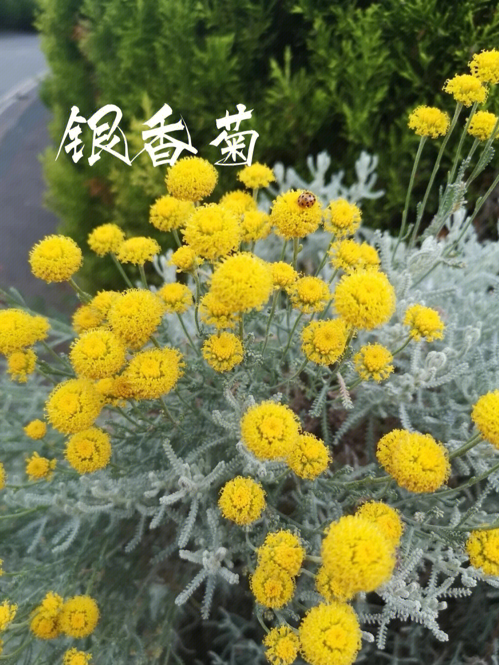 识花银香菊