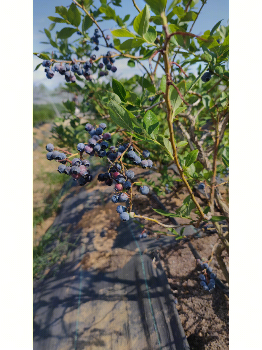 蓝莓生长过程图片图片