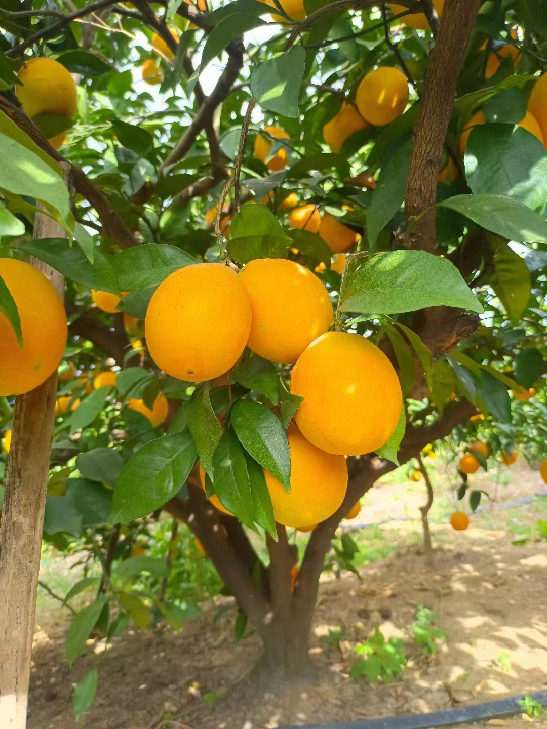 舅舅家自己种的橙子92纯天然绿色食品,保证不打甜蜜素,但是却有酸酸