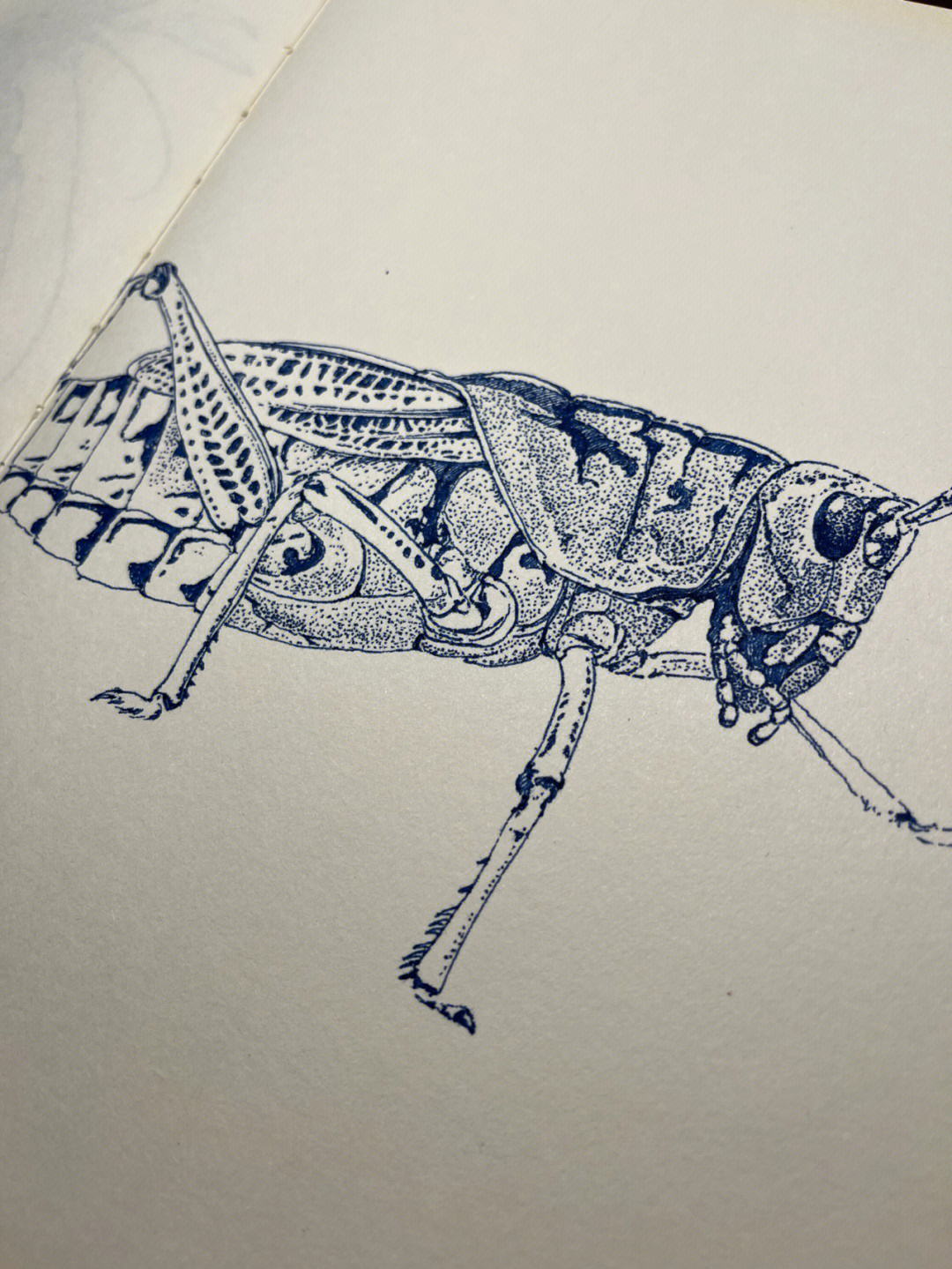 水性铅笔画 昆虫图片