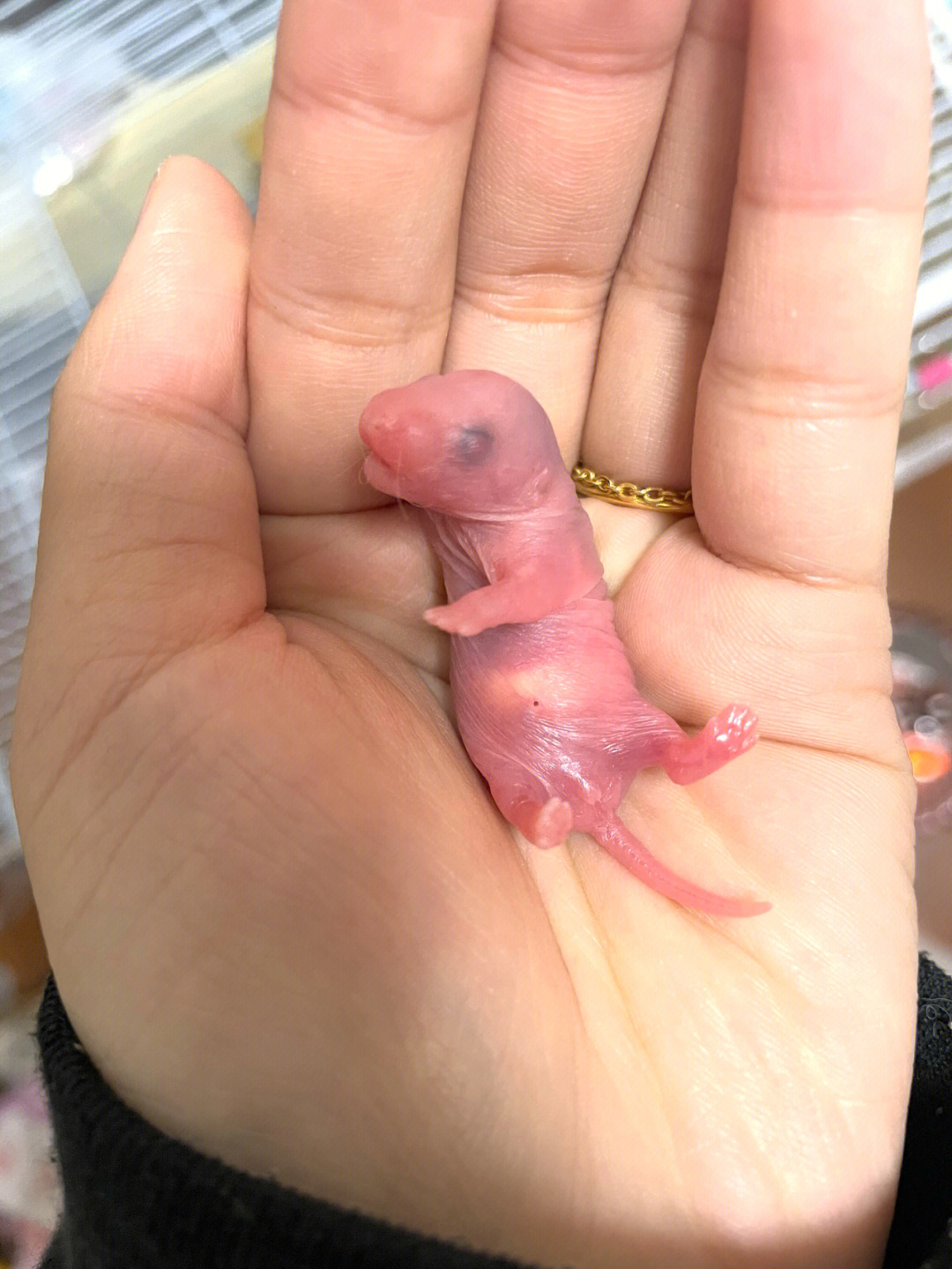老鼠刚出生的样子图片