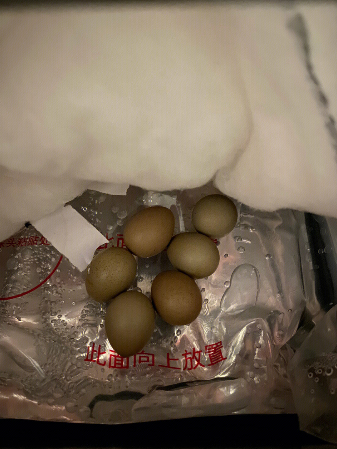 第一次孵化 九个蛋六个受精 照蛋掉地上一个y一个停止发育