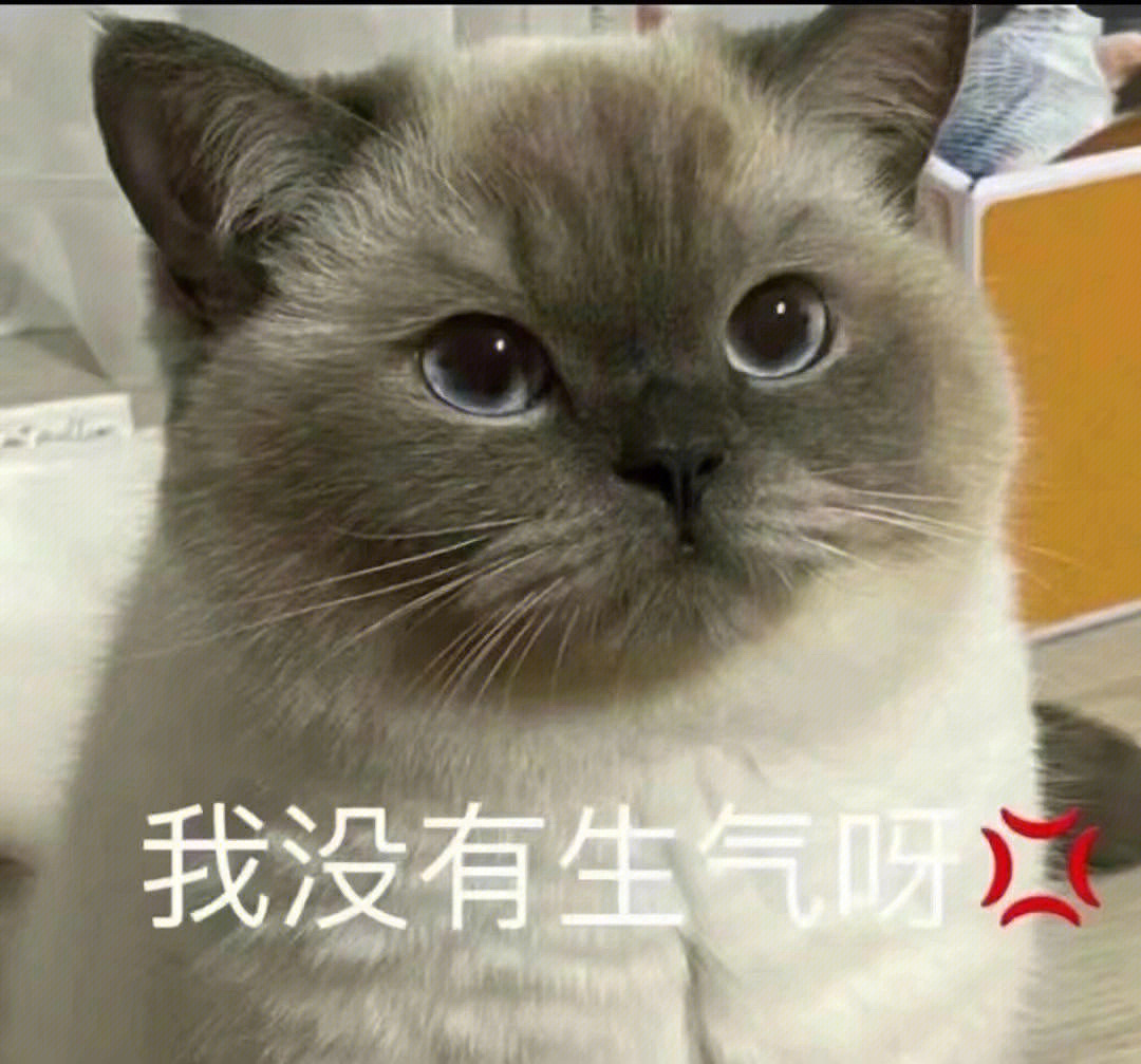 煤球小猫表情图