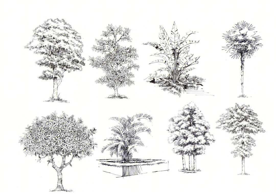 树木手绘线稿单体图片