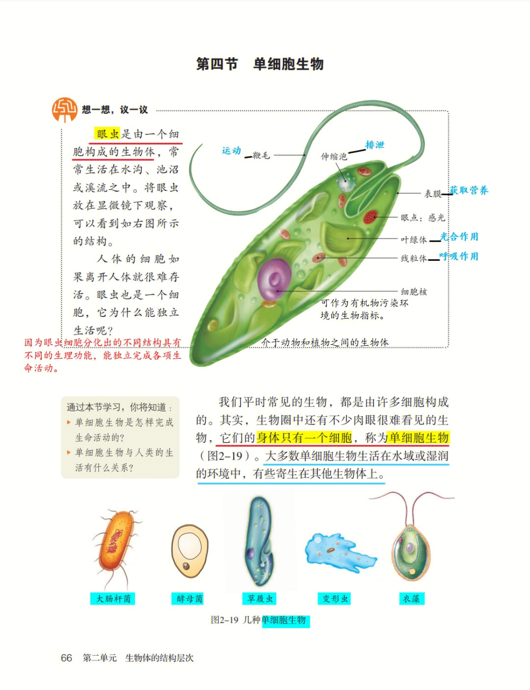 初中生物224单细胞生物