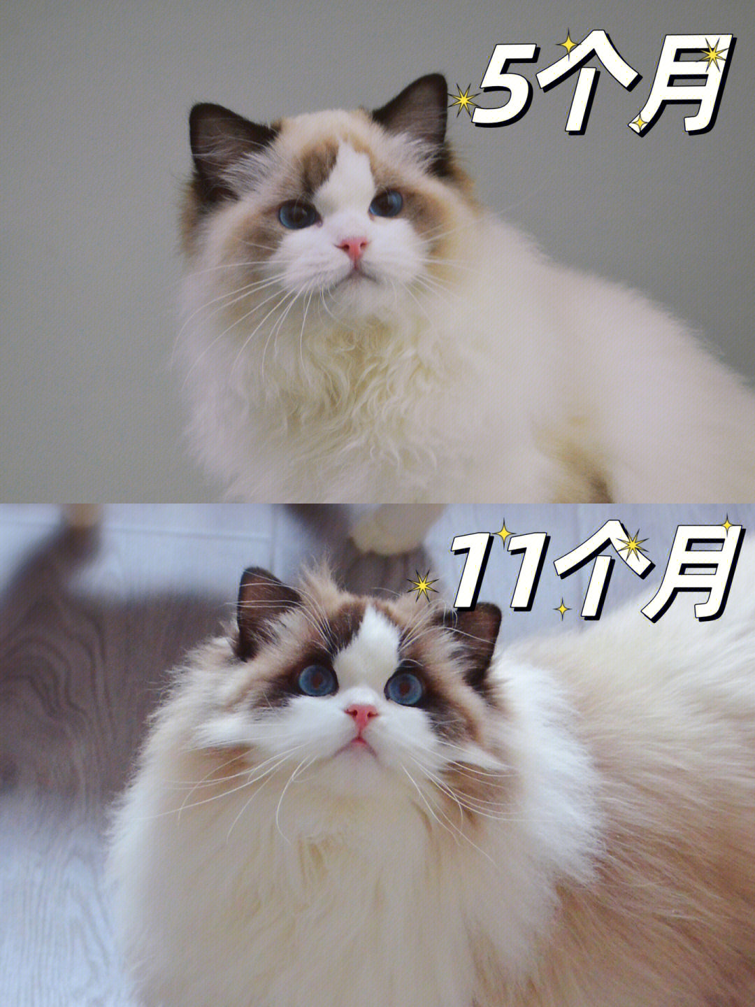 布偶猫长大后对比照片图片