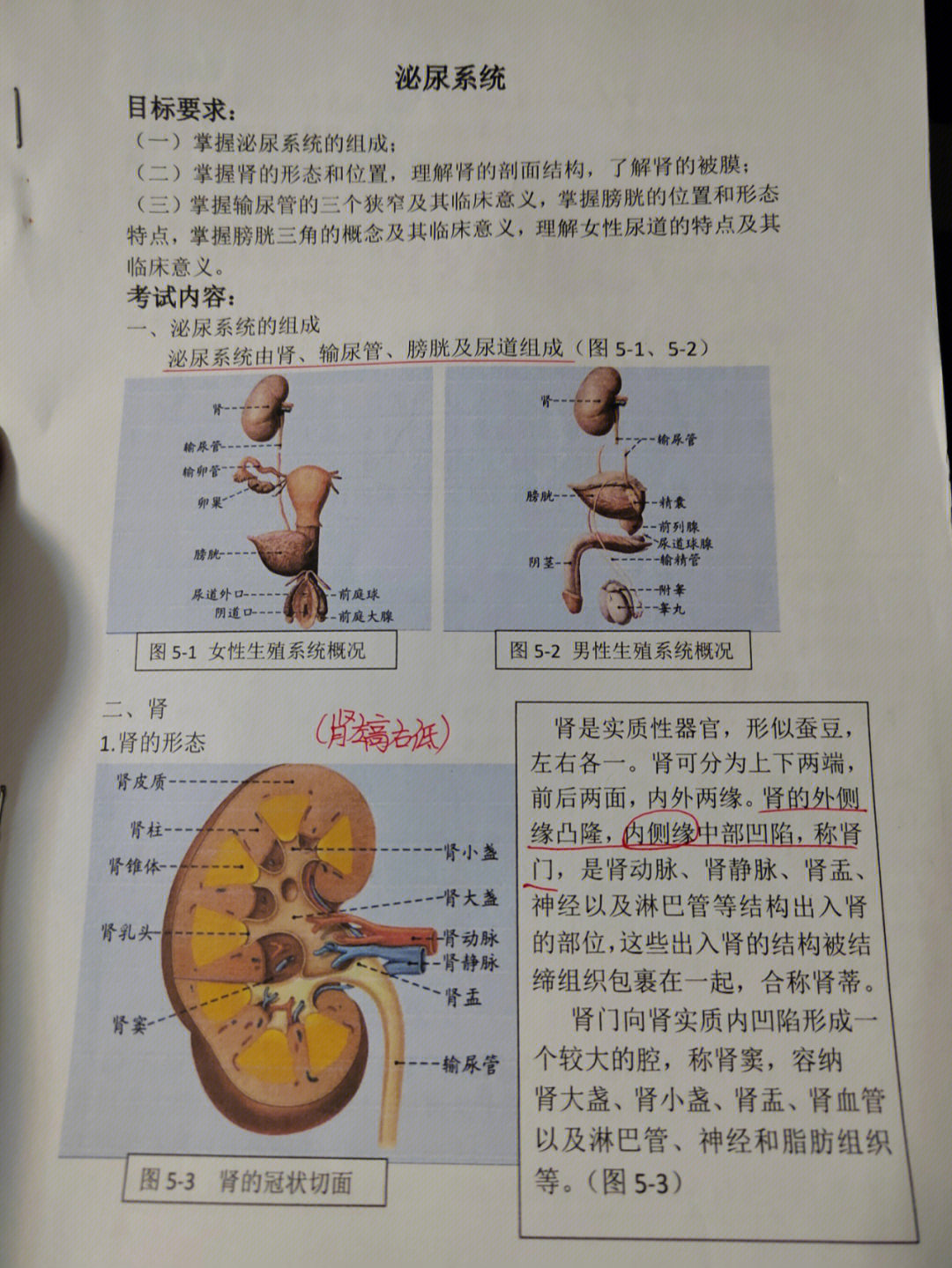 生物泌尿系统的手抄报图片