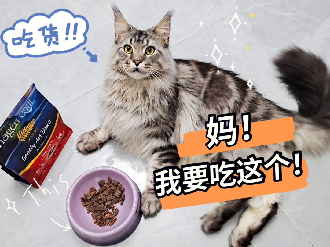 78准备给猫咪主食升级的注意啦