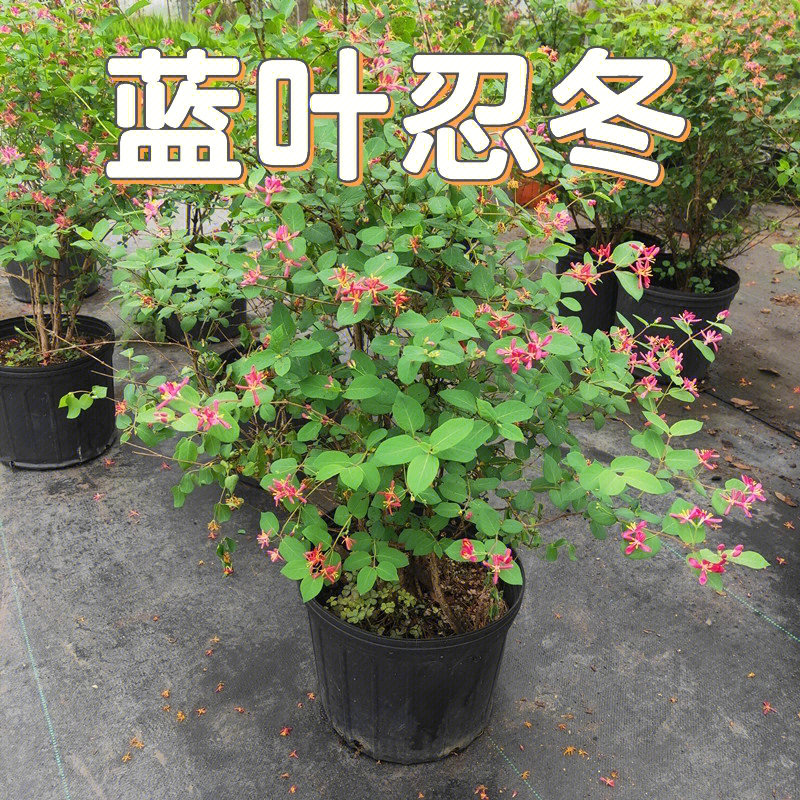 花境植物第156弹蓝叶忍冬