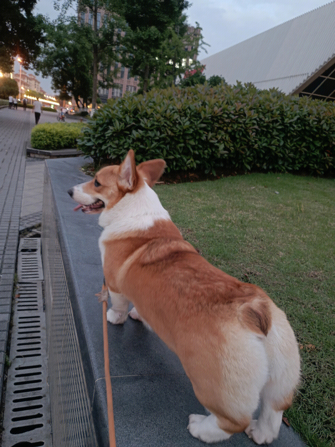 加长柯基