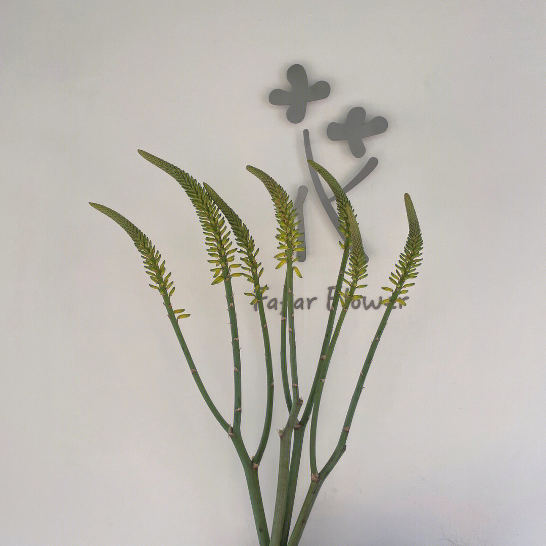 芦荟花 用处图片