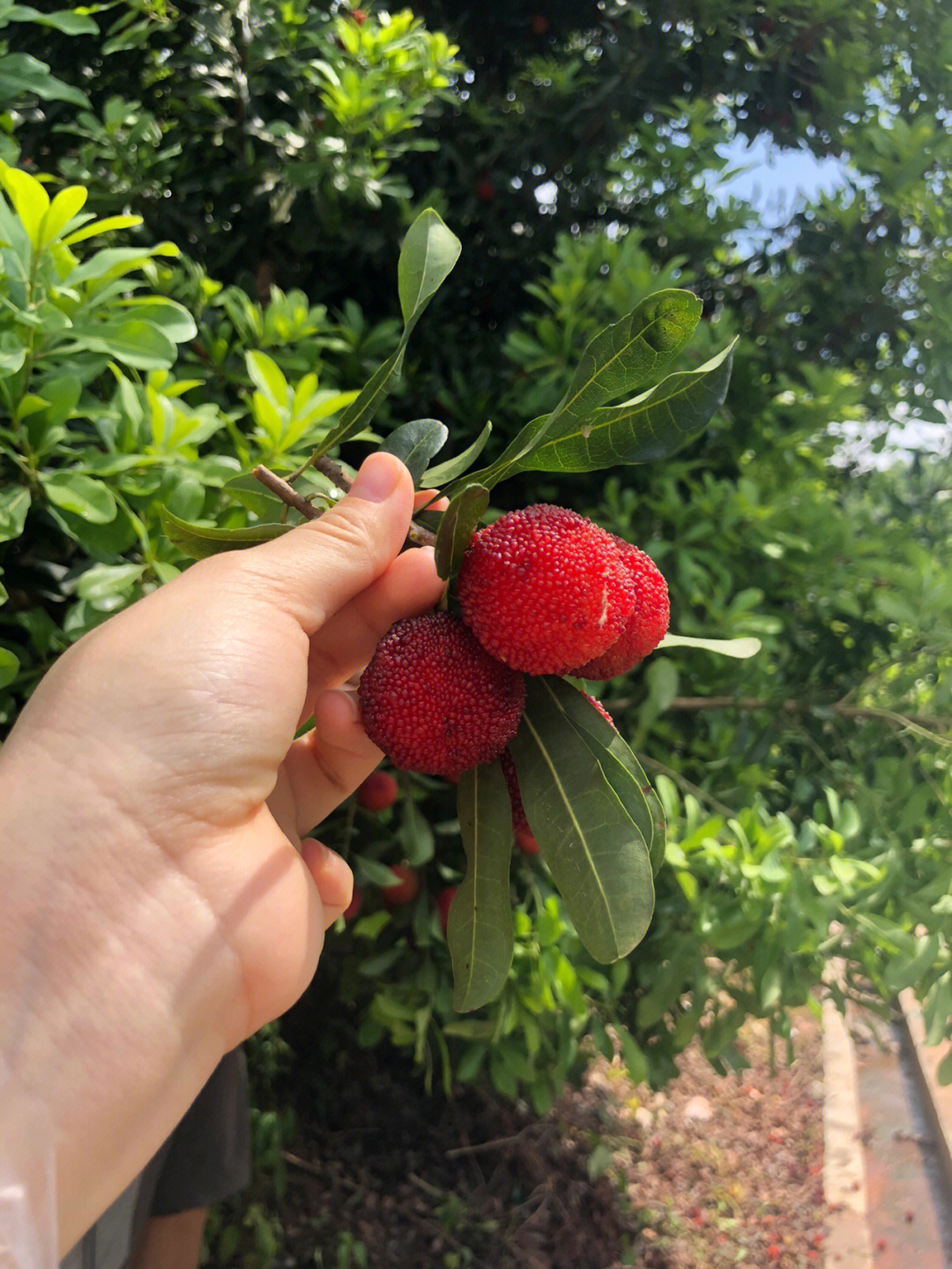 分享自己摘的杨梅怎么保存