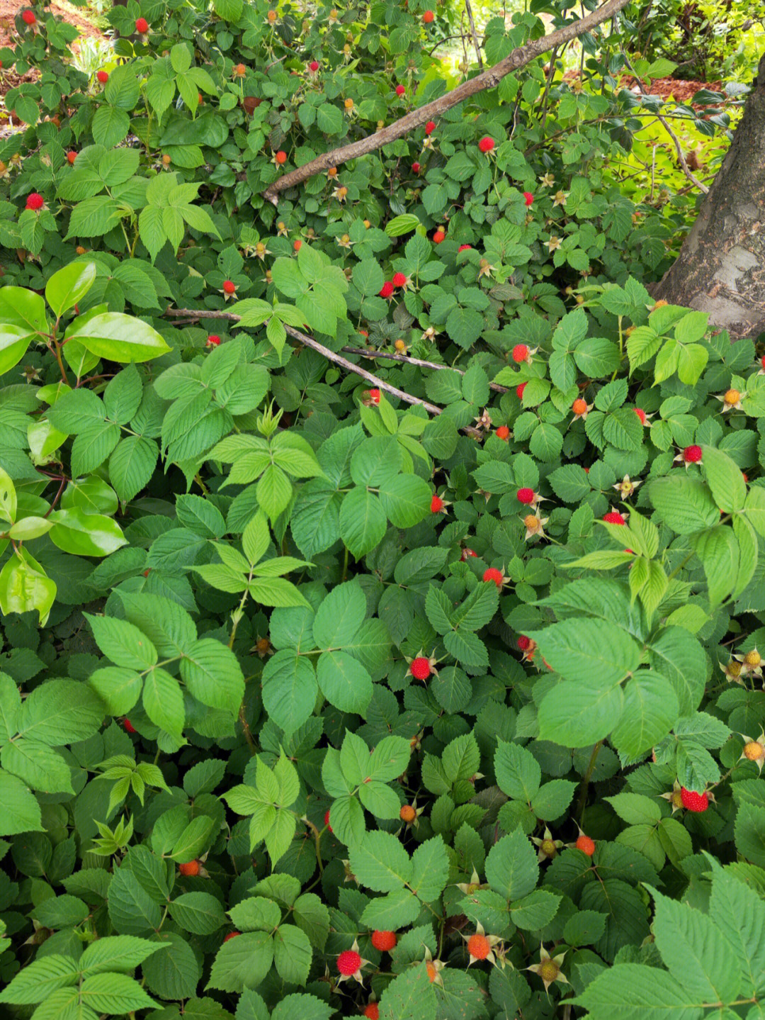 春天最多的是啥 就是野生的树莓!