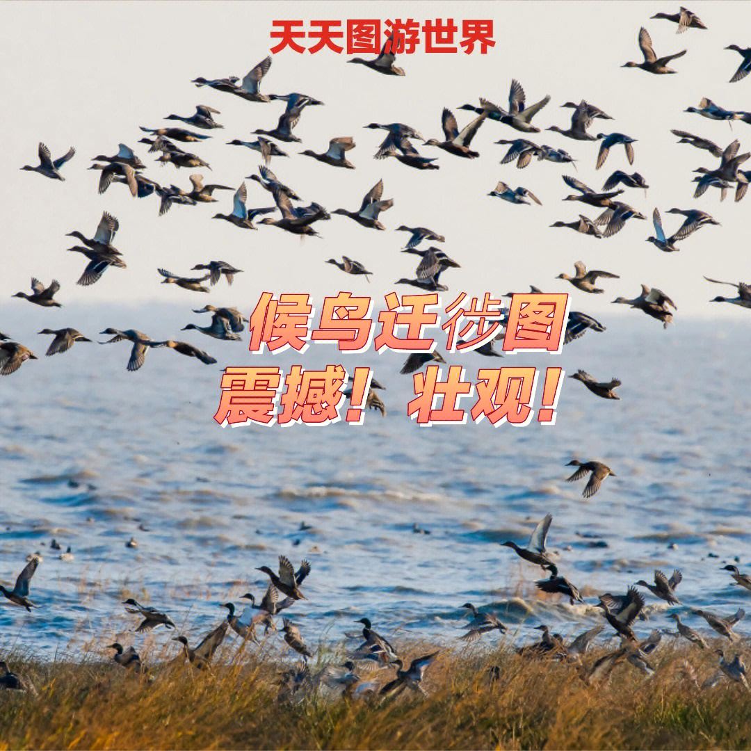 中国候鸟迁徙三大路线图片
