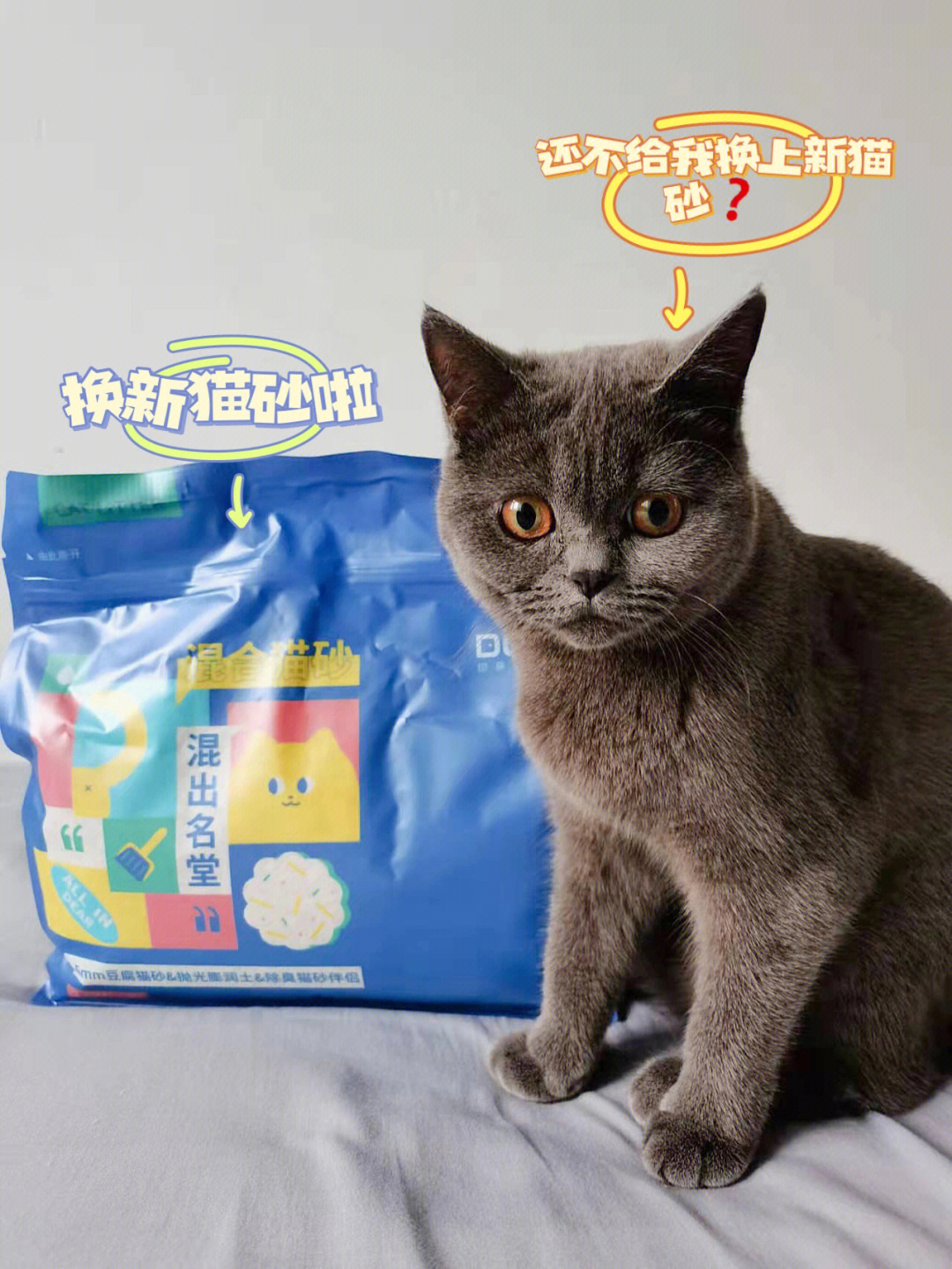 猫的你要入的猫砂