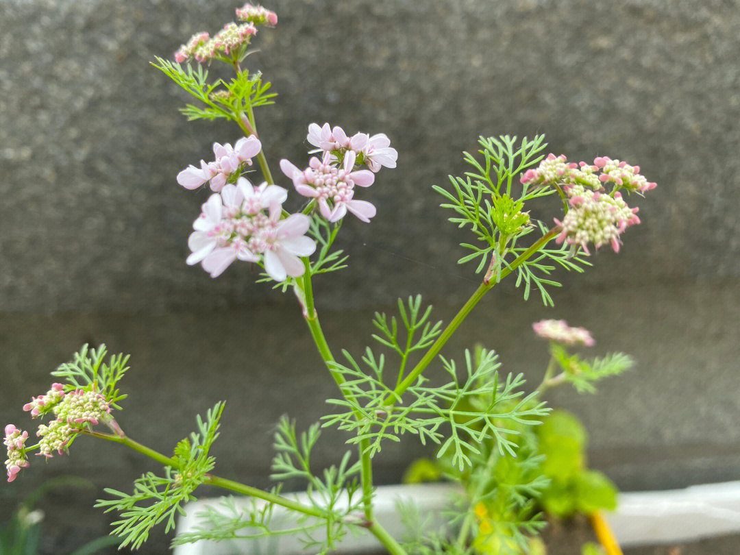 香草开花图片大全图片