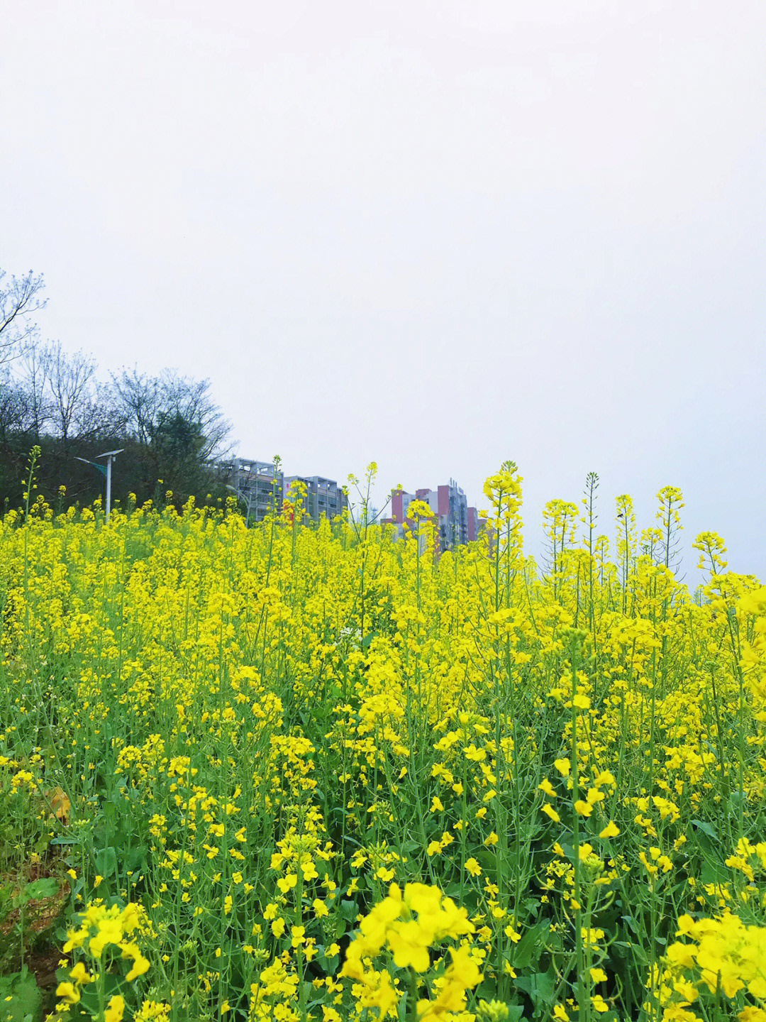 油菜花图片