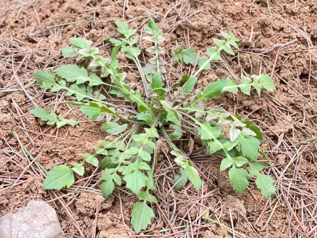 野生荠菜图片大全识别图片