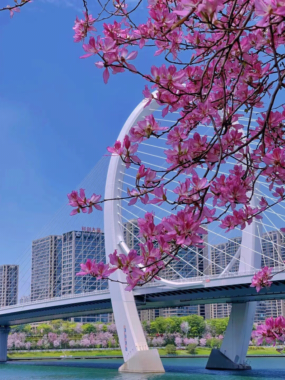 四月柳州紫荆花