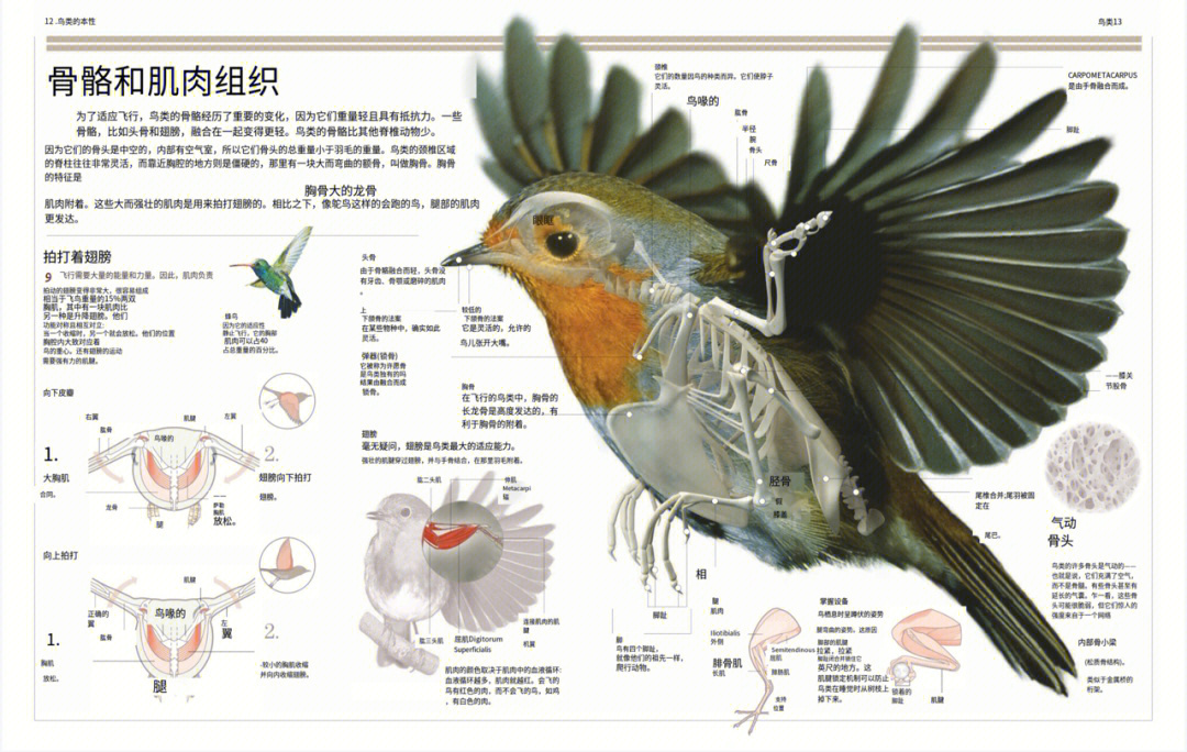 鸟的内脏结构图图片