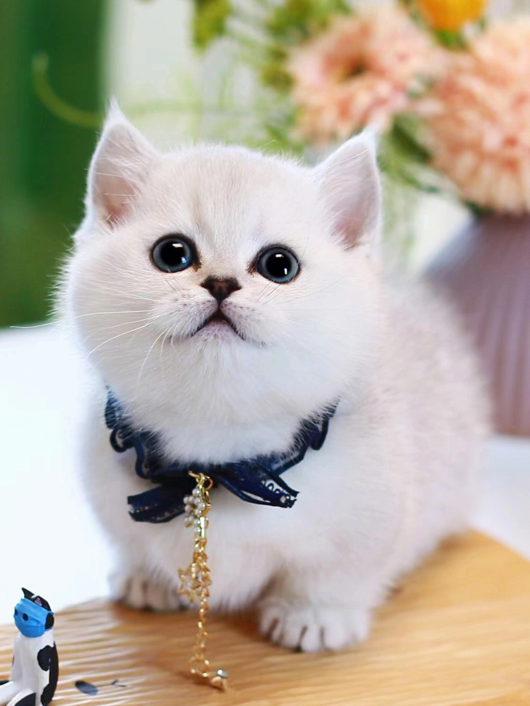 世界上最萌的猫品种图片
