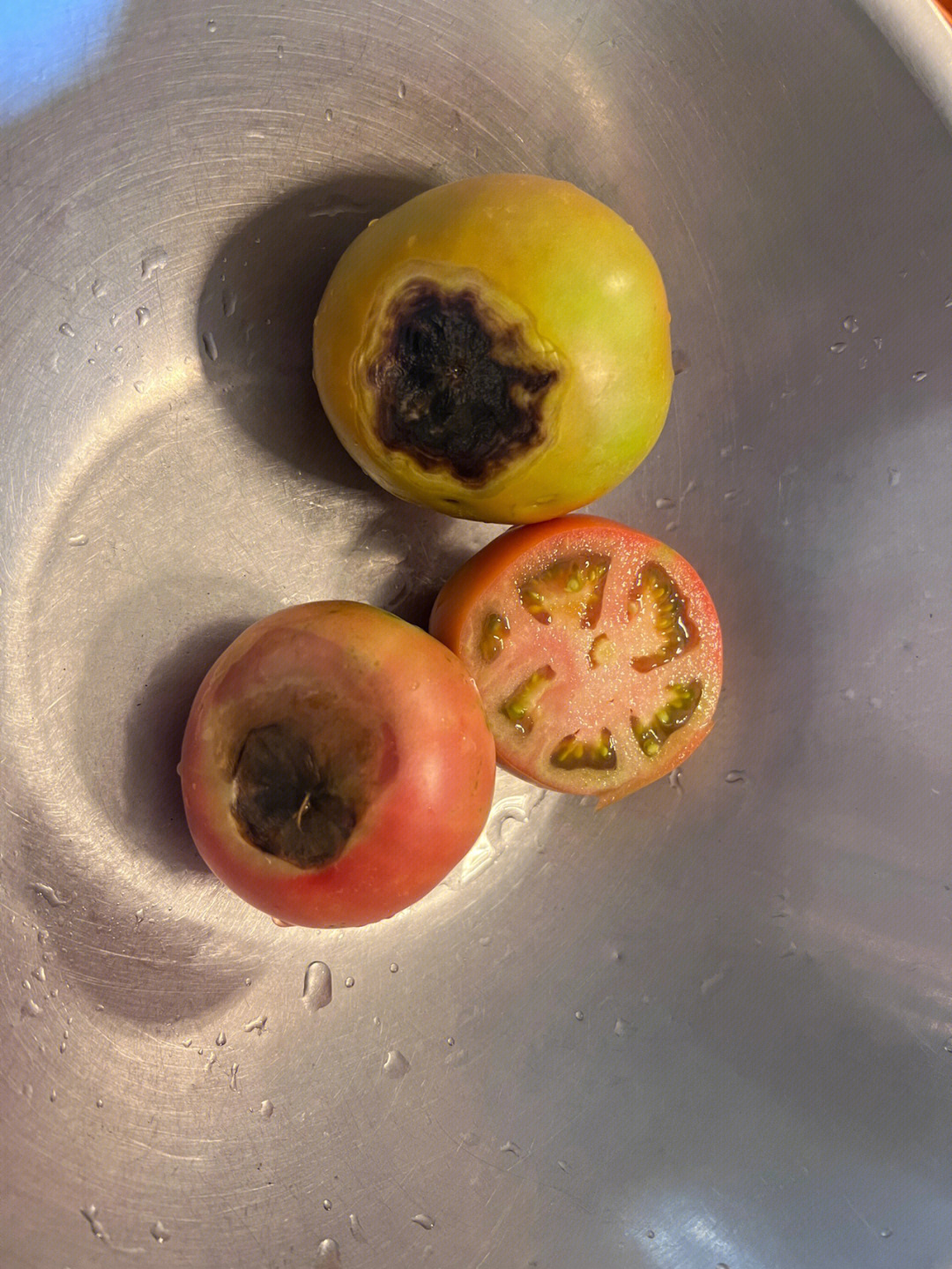 西红柿里面坏的图片图片
