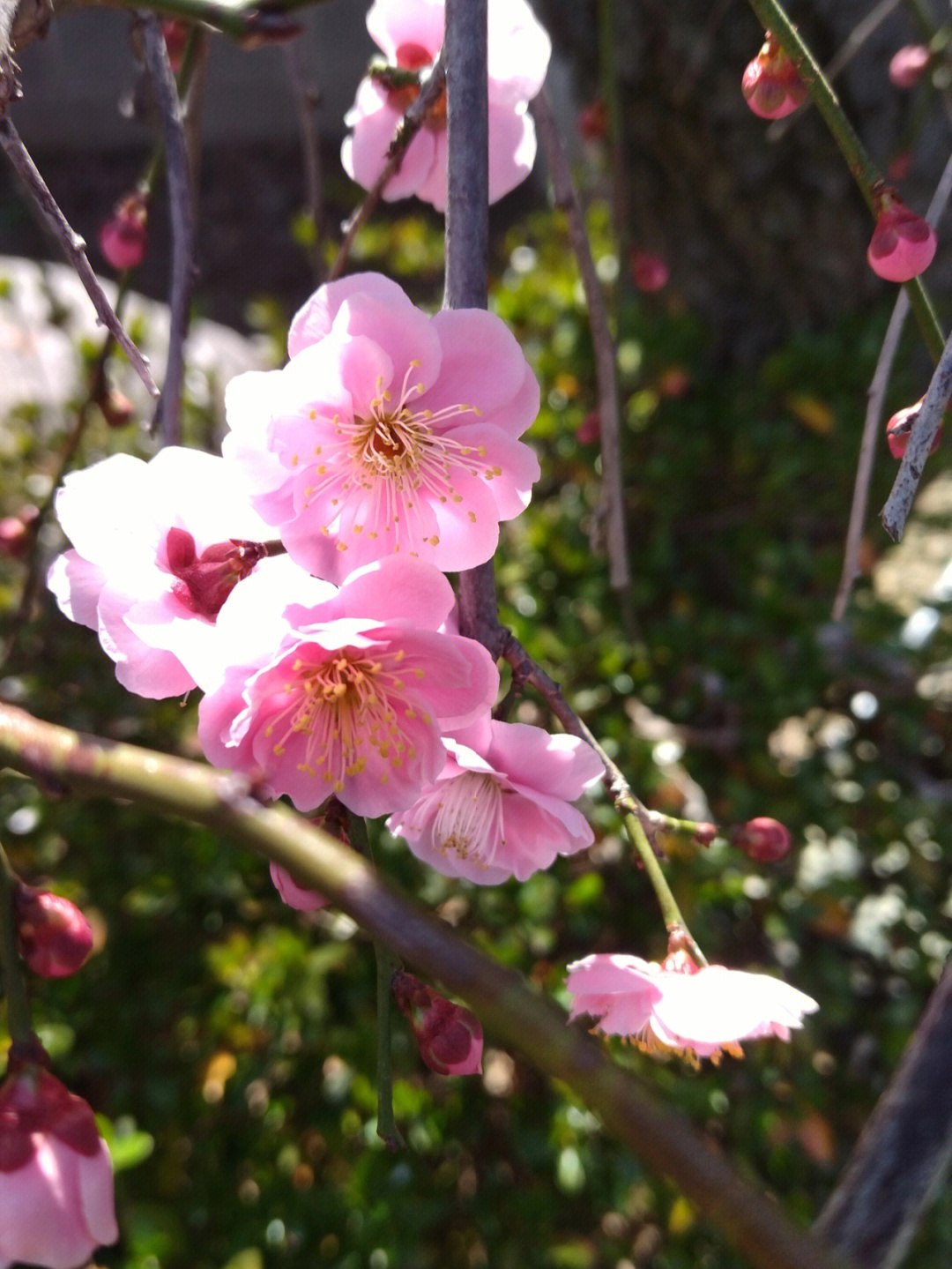 院子的梅花飘一院子#在日本的生活#福冈#梅花#梅花烙