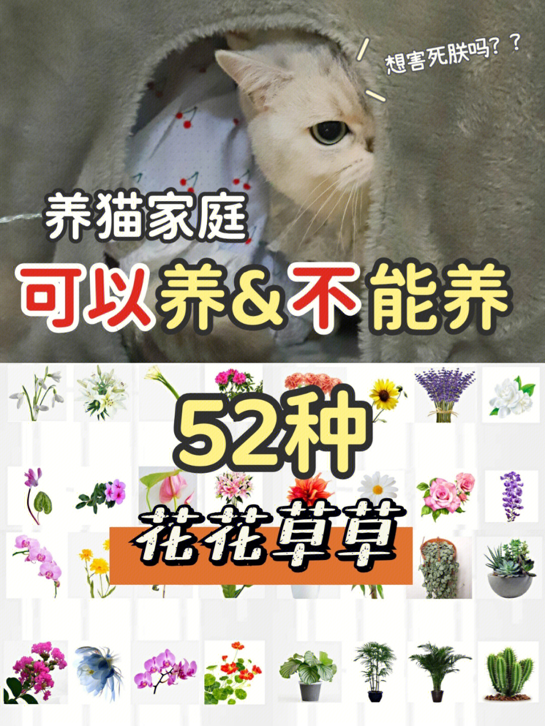 植物花猫的养殖图片
