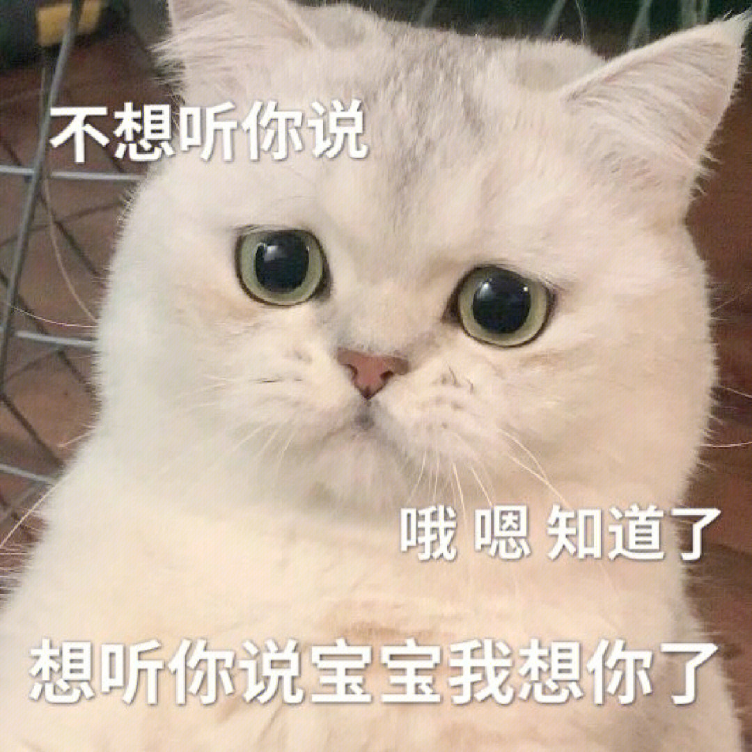 会撒娇的小猫咪表情包也太可爱了吧06