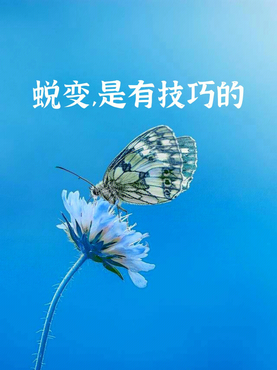 蜕变成蝶吧03