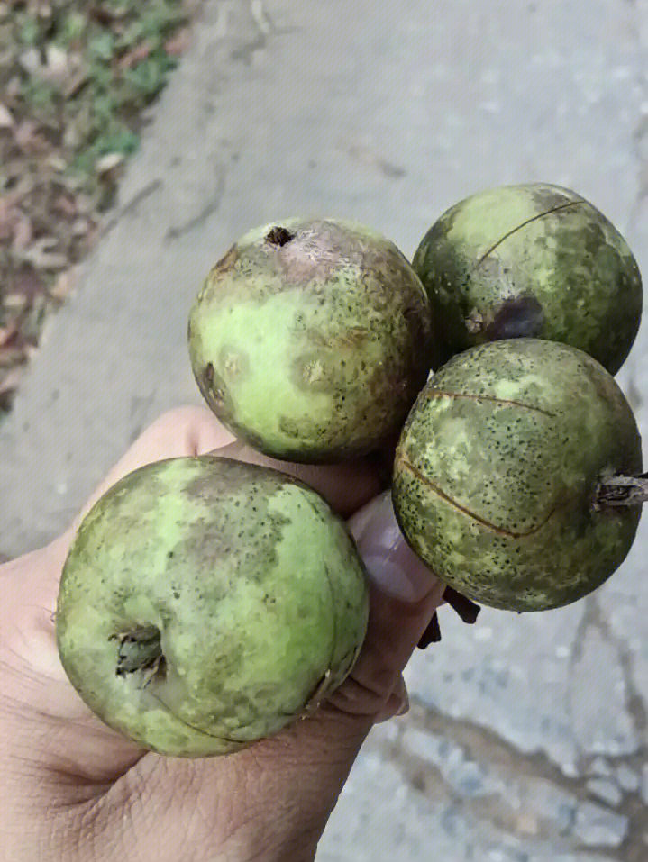 野梨子酸掉牙但是小时候很爱吃