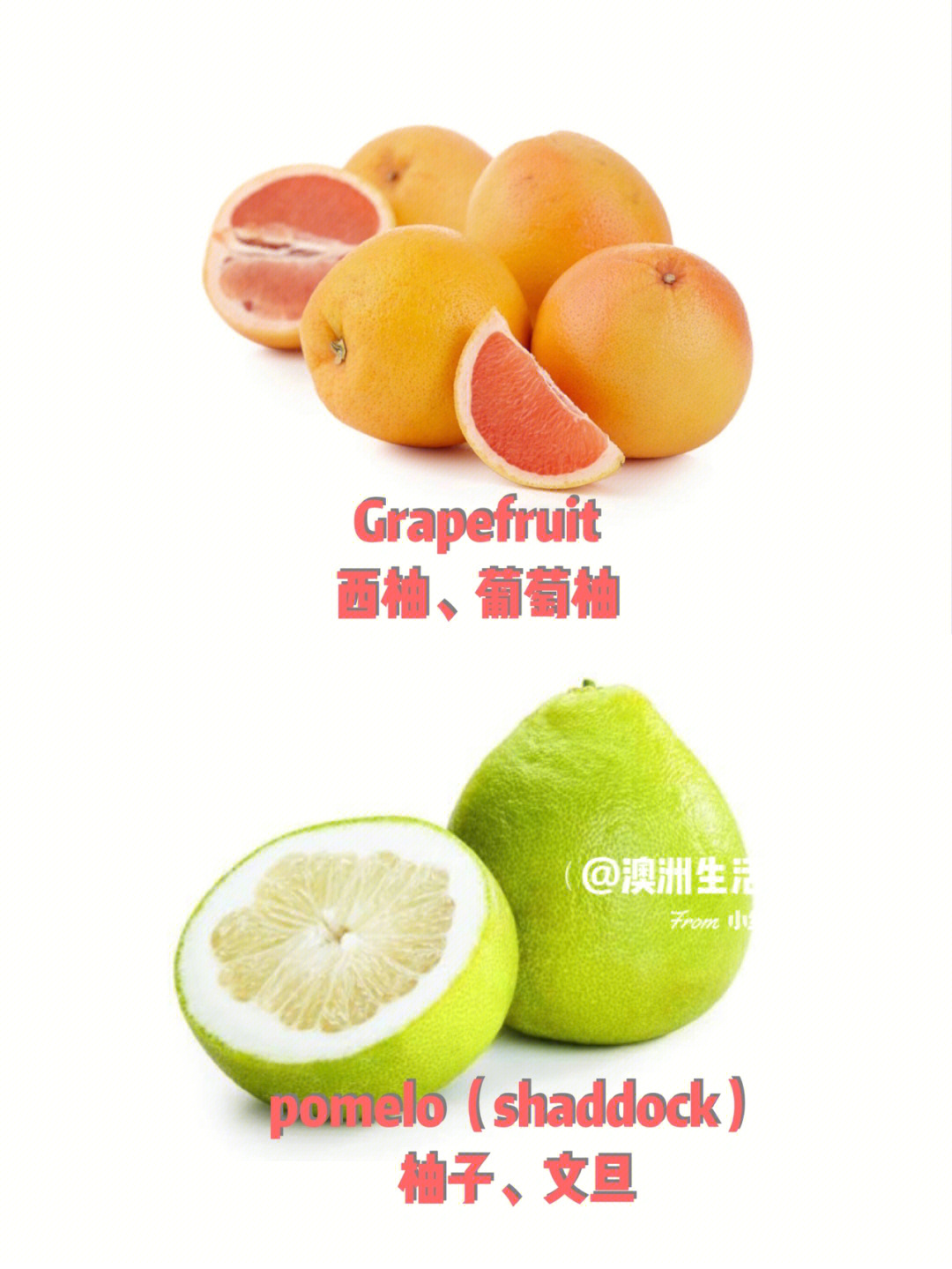 stargrapefruit图片