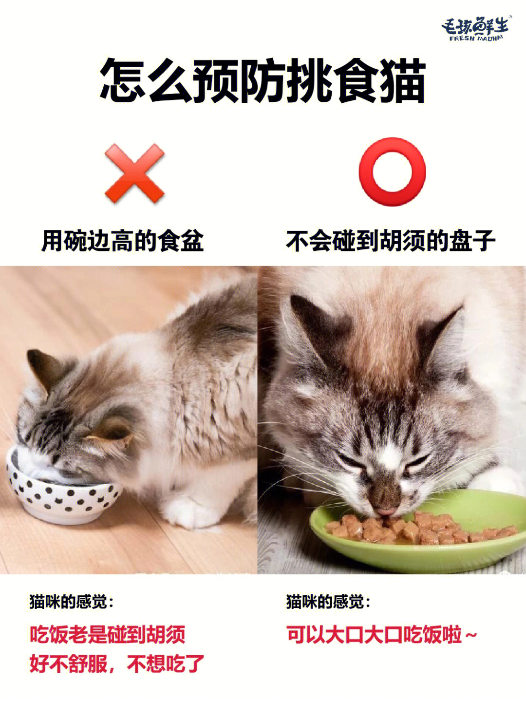 北京观复博物馆有猫吗_观复猫过年说完整版_观复猫 博物馆的猫馆长