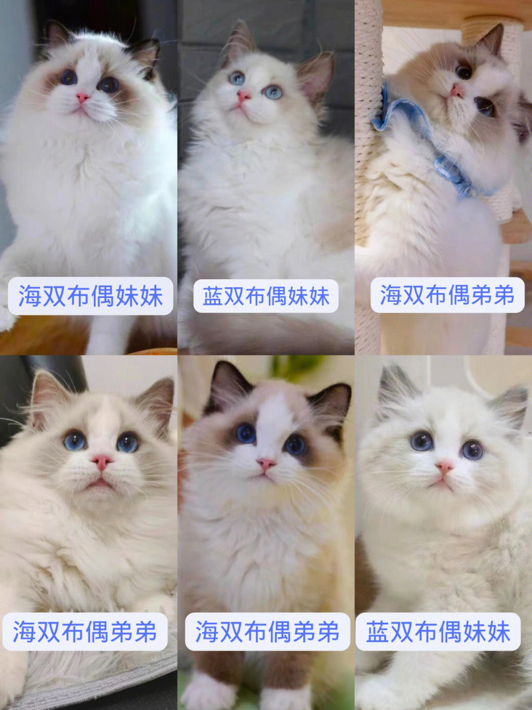 镇江布偶猫舍图片