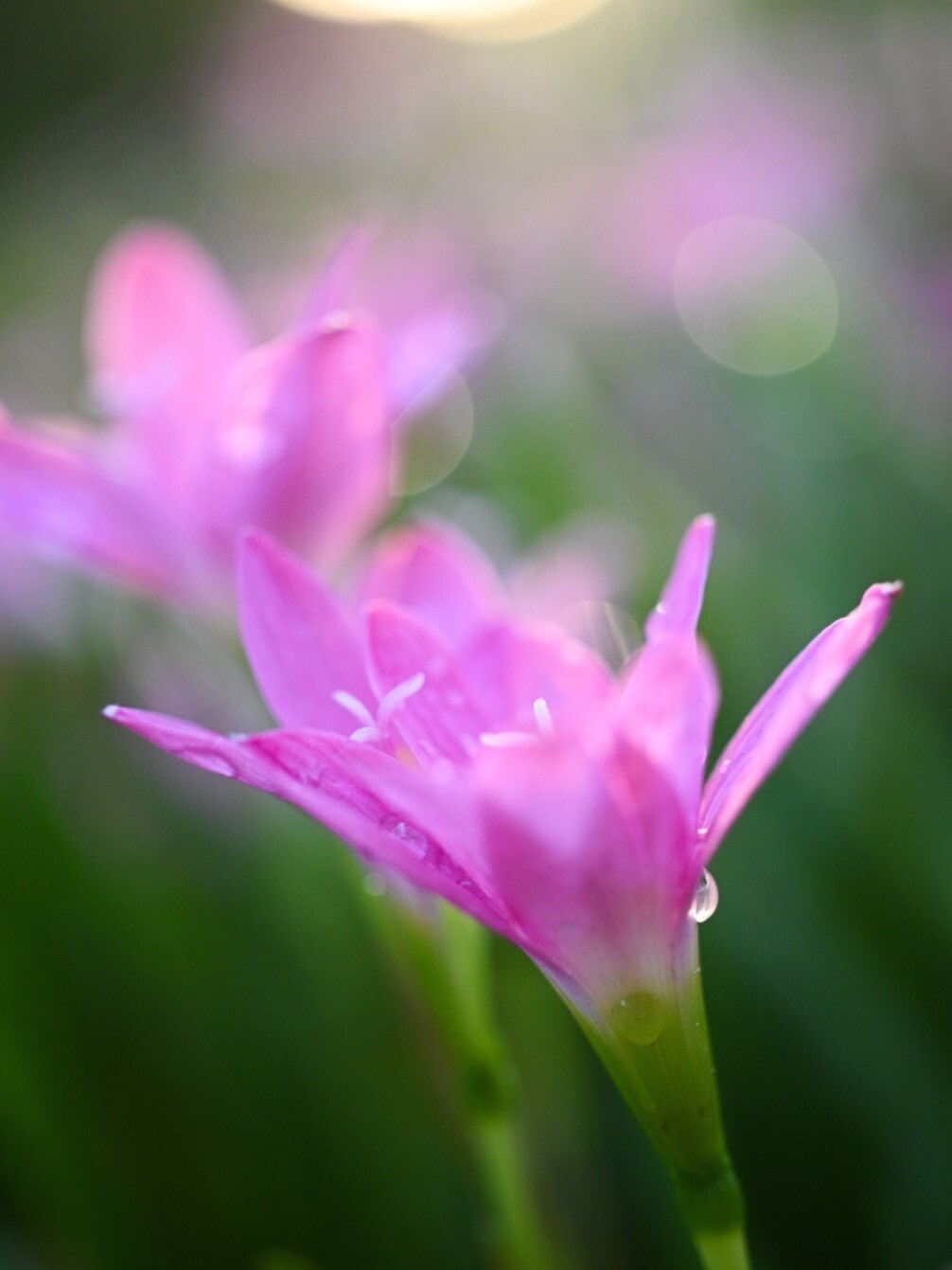 雨滴点缀的花花