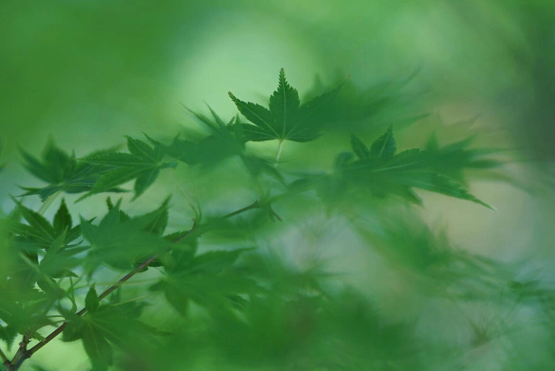 一缕清风拂过唯美图片图片