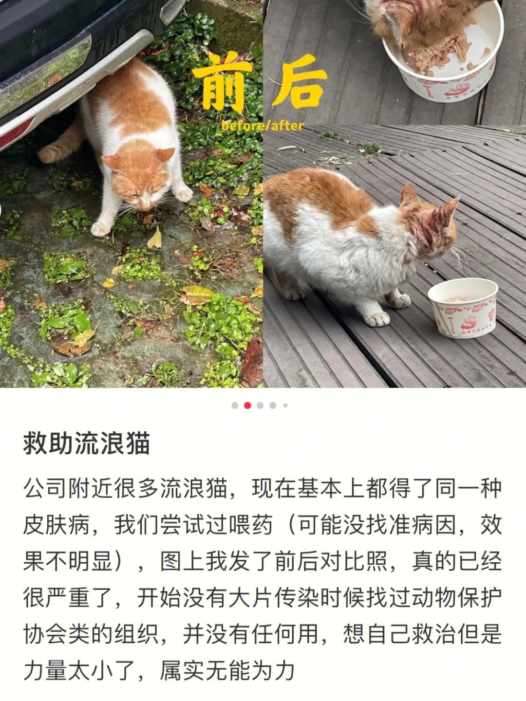 武汉流浪猫狗救助中心图片