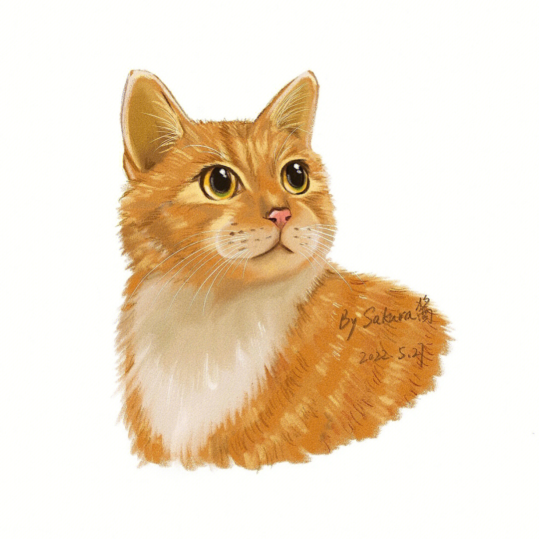 procreate橘猫手绘有过程图