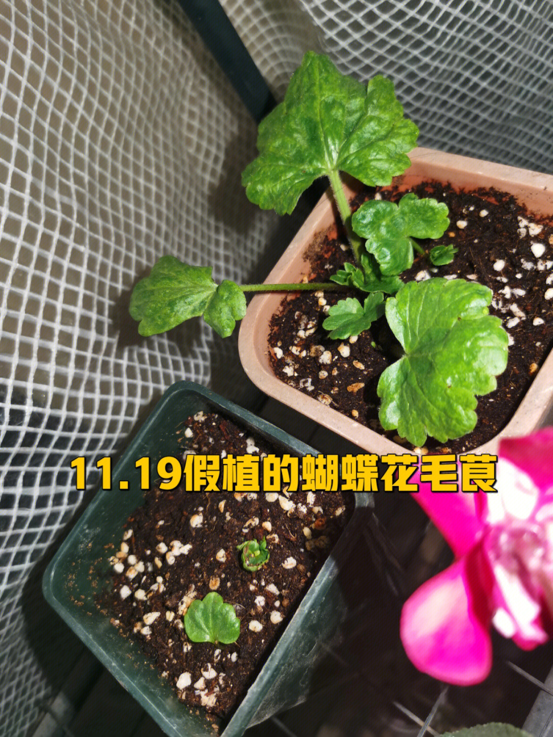 6#我的花花草草成长日记#蝴蝶花毛茛#花毛茛催芽