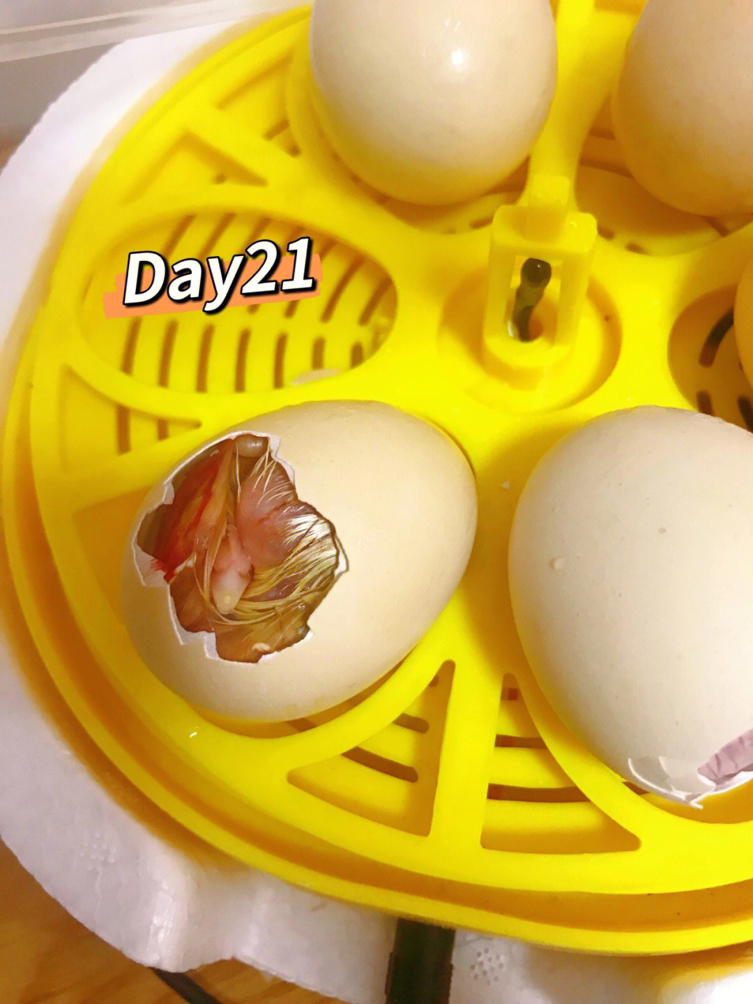 小鸡孵化第八天照蛋图图片