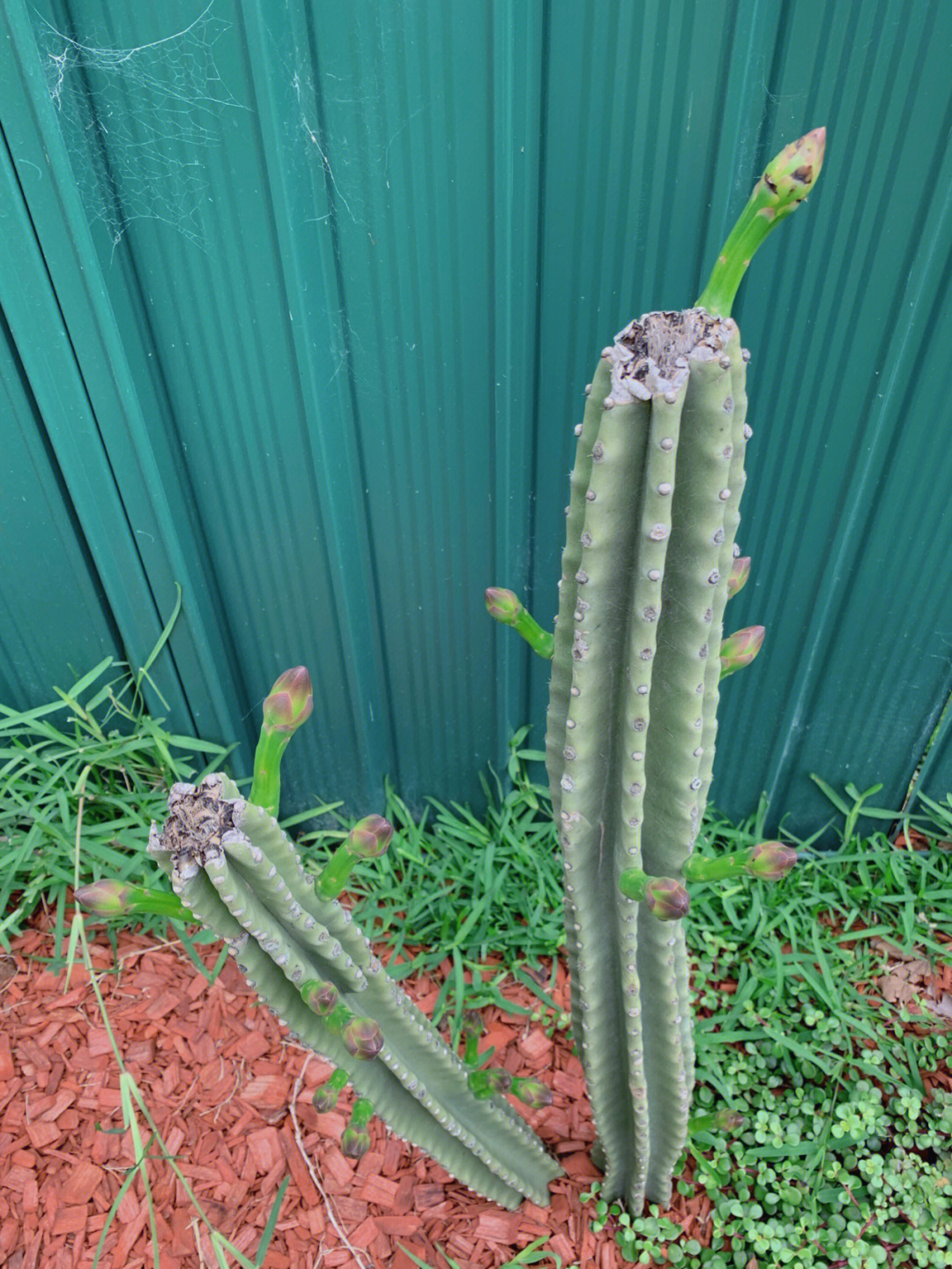 仙人掌花苞