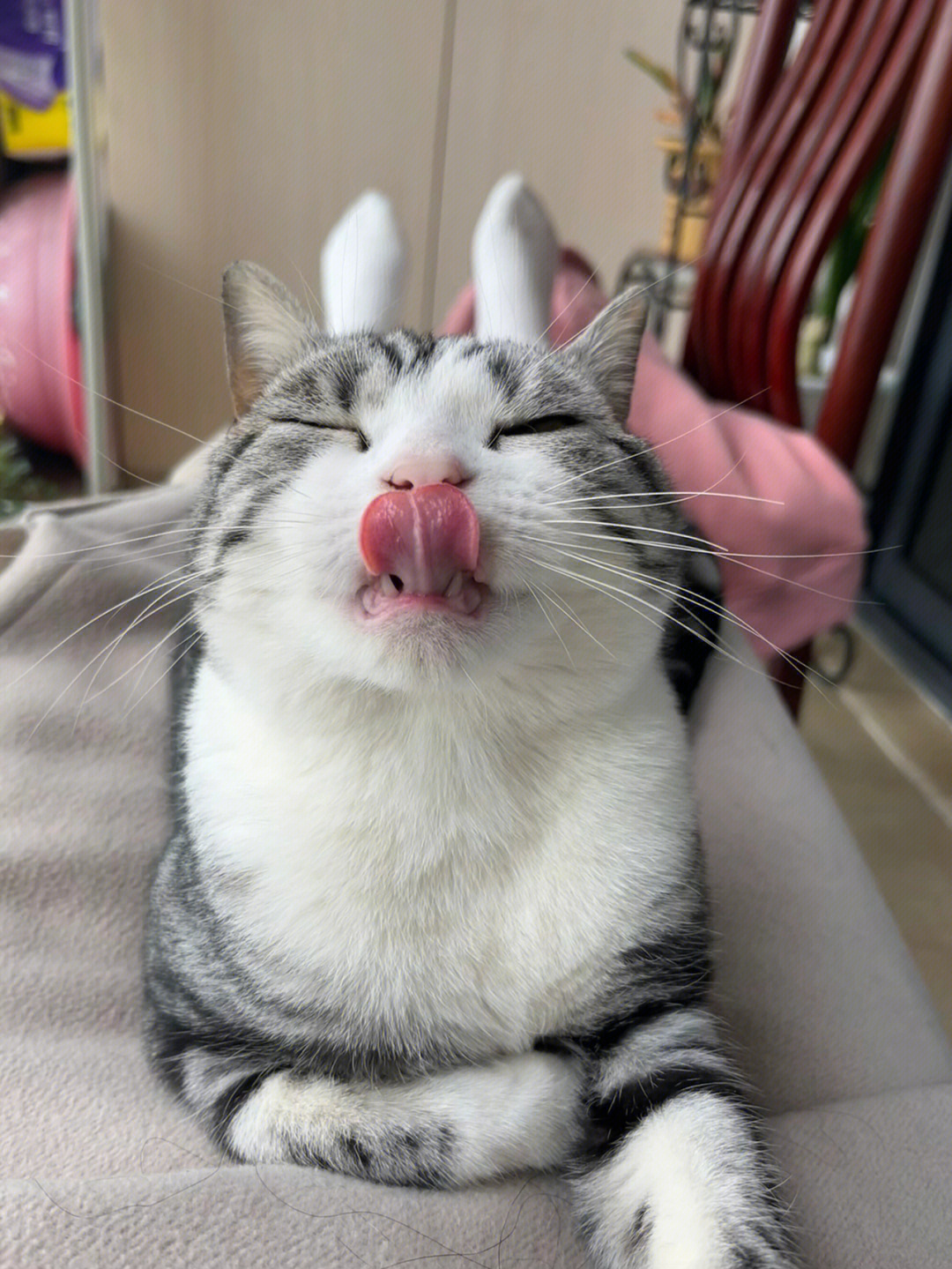 猫猫的舌头是爱你的形状