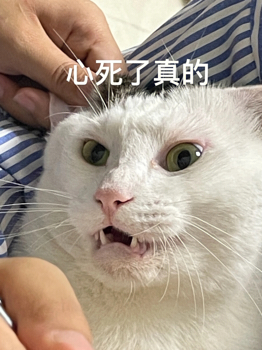 裂开表情包猫猫图片