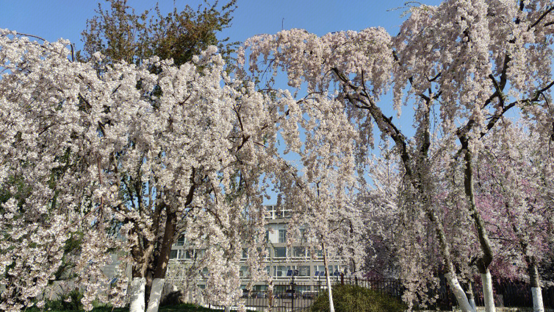 玉渊潭公园樱花节