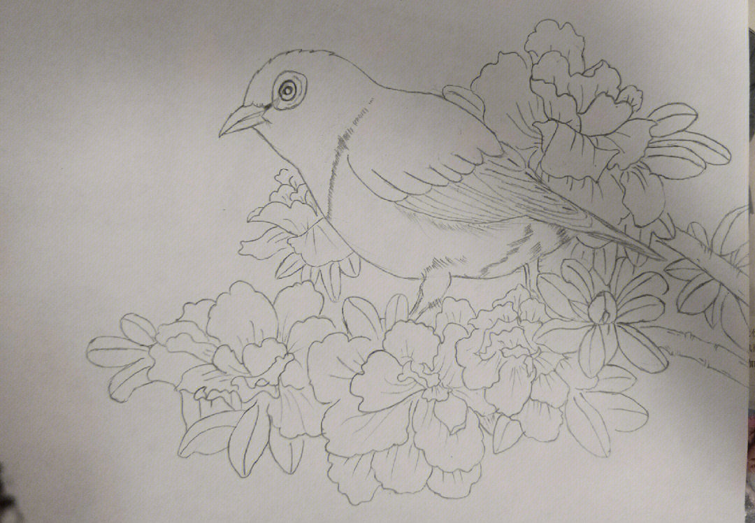 花鸟画白描没画好