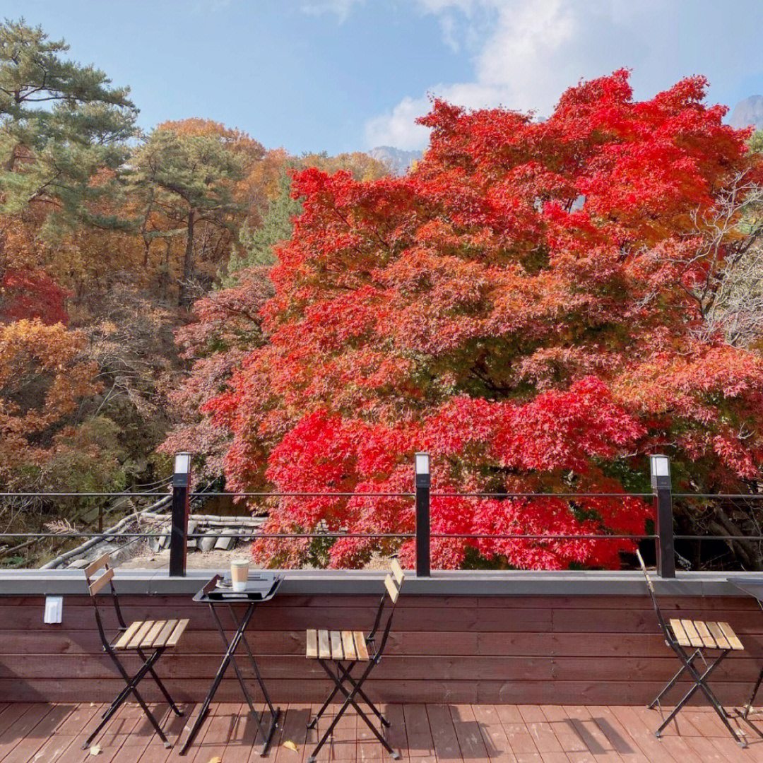 这家韩屋咖啡店在首尔的江北区,背靠北汉山,现在正值枫叶季,露台上的