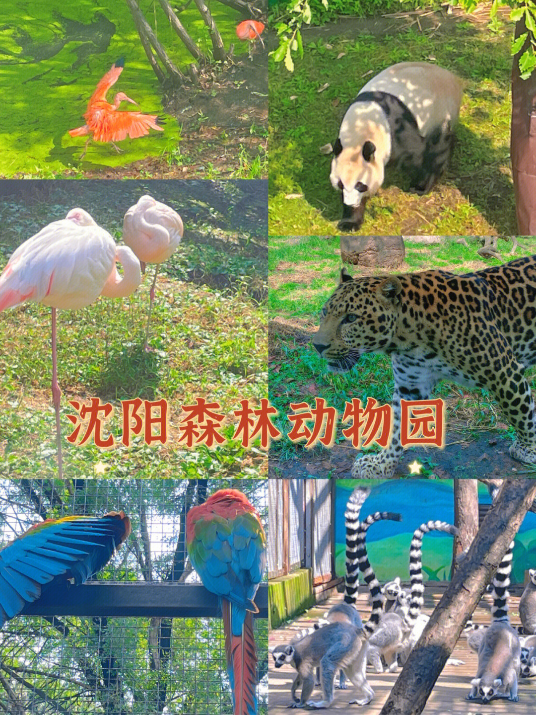 沈阳森林动物园直通车图片